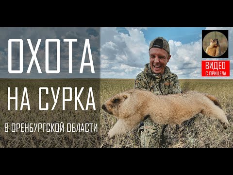 Видео: ОХОТА НА СУРКА 2021 - ТРОФЕЙНЫЕ БАЙБАКИ!
