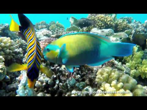 Видео: Нежная музыка, успокаивает нервную систему и радует душу