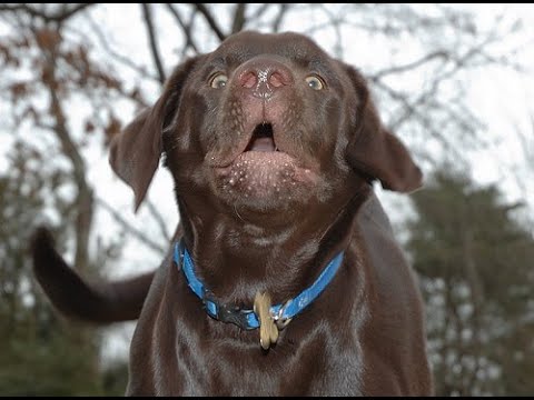 Видео: Миф: Не бывает глупых собак.