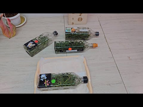 Видео: Орхидеи во Фласки. Посадка. Результат адаптации.