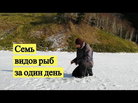 Видео: Семь видов рыб за один день. Сахалин в январе