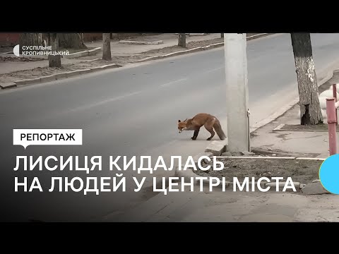 Видео: У лисиці, яку піймали у Кропивницькому, підозрюють сказ та кліщовий енцефаліт