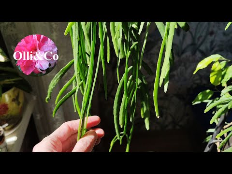 Видео: КОМНАТНЫЕ ЦВЕТЫ, РАСТЕНИЯ, ХОЙИ, КАКТУСЫ, ЦЕРОПЕГИИ #комнатныерастения #цветы
