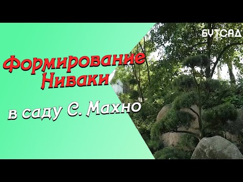 Видео: Формирование НИВАКИ в саду С.Махно часть 1