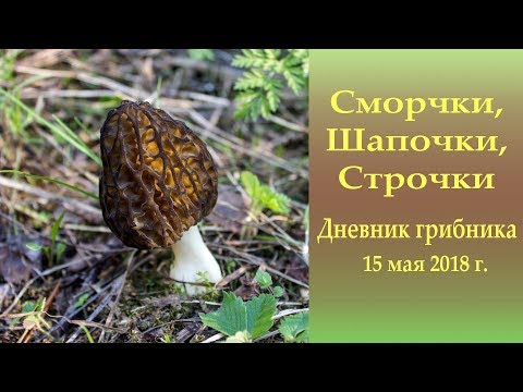 Видео: Сморчки, Шапочки, Строчки. Дневник грибника 15 мая 2018 года.