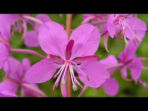 Видео: Турнир по моделированию 3. Иван Чай.