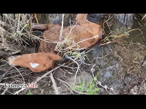 Видео: Жылқы есті мал емес деп айтып көріңдер осыдан кейін | Действительно лошади наделены интеллектом