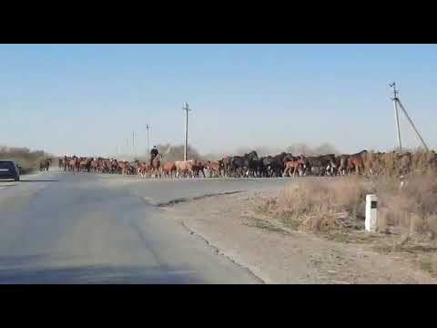 Видео: 3000 мын бас жылкы жайылым га коширу.