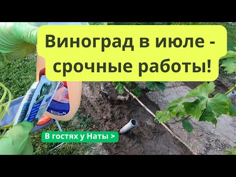 Видео: Забыли сделать это в июле? 🍇Виноград может погибнуть!