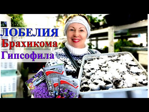 Видео: Начала посевы марта. Хрустальный дворец и все фонтаны лобелий посеяны. Способ проверенный