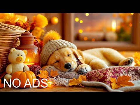 Видео: Успокаивающая музыка для собак 24/7 Deep Sleep🐶🎵Снятие тревоги #музыкадлясобак #расслабляющаямузыка