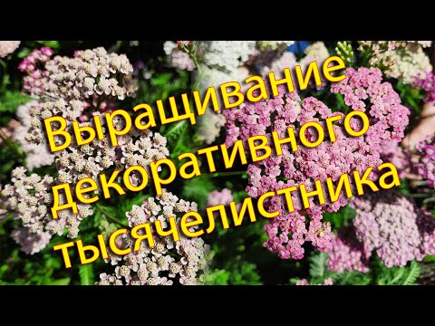 Видео: Выращивание декоративного тысячелистника: от посева семян до цветения