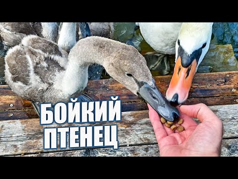 Видео: Бойкий птенец и речь кота Арчи