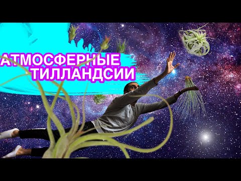 Видео: Атмосферные ТИЛЛАНДСИИ. Уход и полив