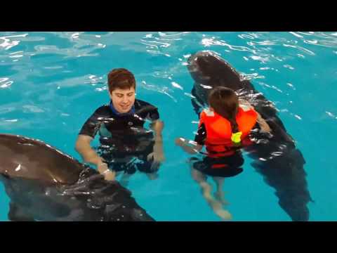 Видео: дельфинарий Москвариум плаванье с дельфинами