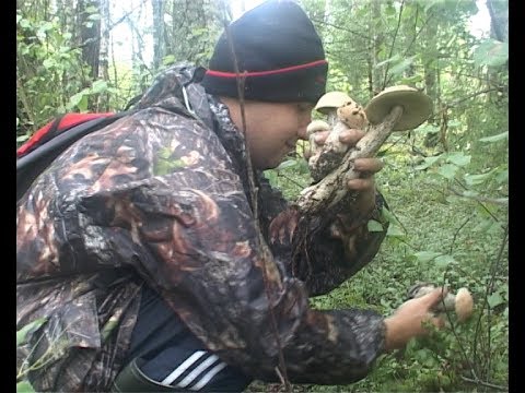 Видео: С Ваньком за грибками 2