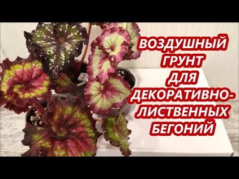 Видео: ЛЕГКИЙ и ВОЗДУШНЫЙ ГРУНТ для 🌺 ДЕКОРАТИВНЫХ БЕГОНИЙ