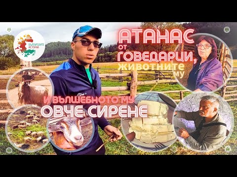 Видео: Волки нападают на животных в деревне Говедарци. Mама делает сыр по старому "бабушкиному" рецепту.