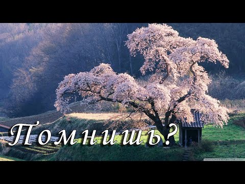 Видео: Николай Джинчарадзе - Помнишь?