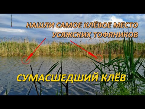 Видео: Нашли САМОЕ РЫБНОЕ место | СУМАСШЕДШИЙ клёв | Рыбалка в Беларуси | Fishing in Belarus