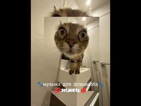 Видео: 🐾музыка для флешмоба🐾