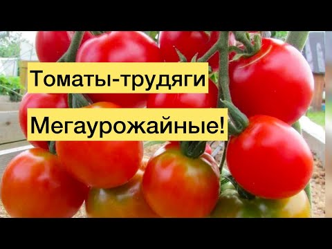 Видео: Томаты- ТРУДЯГИ за 2025 год, мегаурожайные, раннеспелые, завалят урожаем, есть крупные сорта