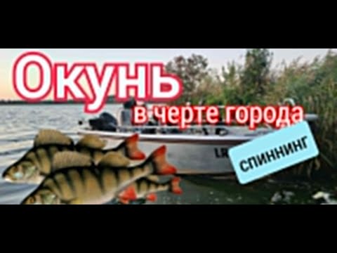 Видео: Окунь в черте города. Спиннинг 06.09.2024