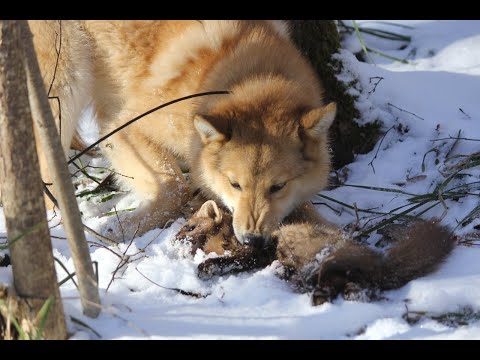 Видео: Натаска молодых лаек по кунице