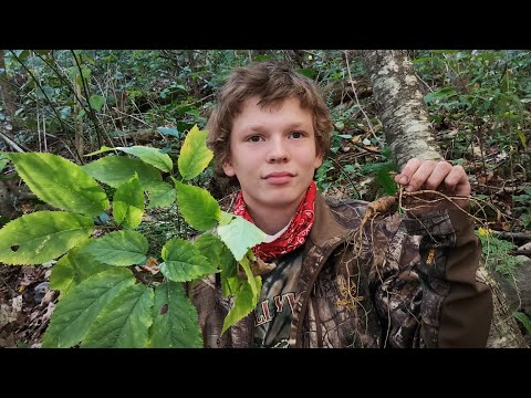 Видео: Сезон женьшеня, рывок за деньгами, эпизод 13, крупные игроки начинают показывать #hckt #harlancounty