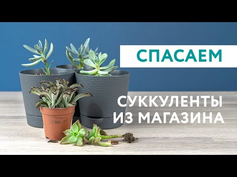 Видео: Стоит ли покупать суккуленты из магазина «Леруа Мерлен»?