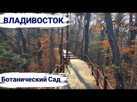 Видео: Владивосток, ноябрь 2025