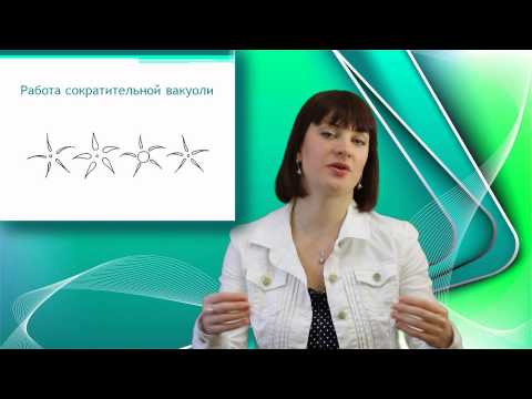 Видео: Инфузория - туфелька. Онлайн подготовка к ЕГЭ по Биологии.