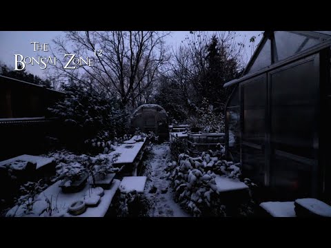 Видео: Первый зимний снег, Зона бонсай, ноябрь 2025 г.