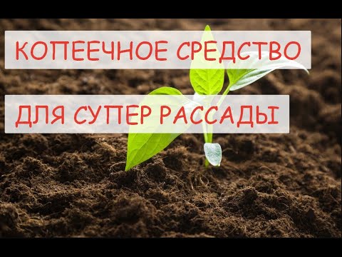 Видео: КАК ЗАМОЧИТЬ СЕМЕНА ПЕРЦА В ПЕРЕКИСЬ ВОДОРОДА/ в чем быстро замочить семена перед посадкой