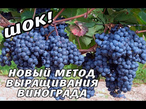 Видео: ШОК! НОВЫЙ МЕТОД. Виноград. Урожай. Обрезка. Советы профессионала. Укрытие. Методы.