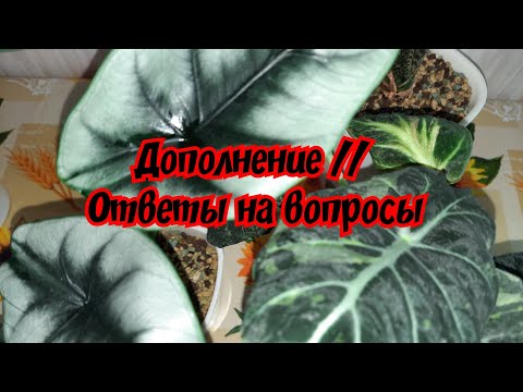 Видео: Дополнение // Ответы на вопросы