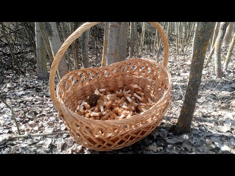 Видео: Зашел в лес и обомлел!!! Сморчки 2024!!