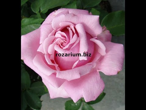 Видео: осенняя высадка роз , питомник роз полины козловой, rozarium.biz, secrets of growing roses