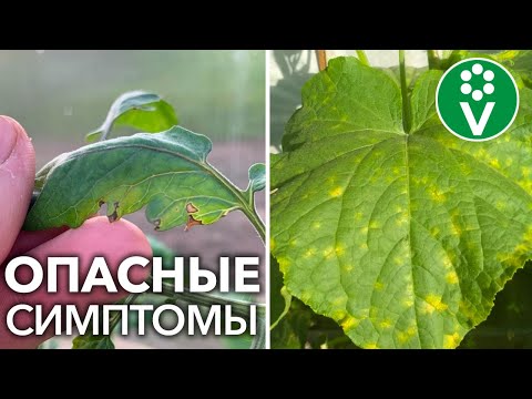 Видео: ЭТО САМЫЕ ЧАСТЫЕ БОЛЕЗНИ ТОМАТОВ И ОГУРЦОВ В ИЮНЕ-ИЮЛЕ. Отвечаем на вопросы зрителей
