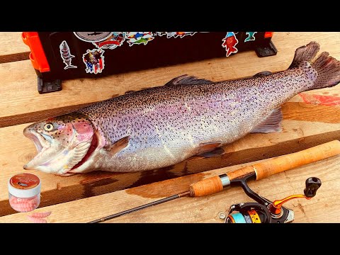 Видео: ГИГАНТСКАЯ ФОРЕЛЬ ВЫБИРАЕТ ЭТУ РЕЗИНУ Ловля форели Щеглятьво Тихая заводь