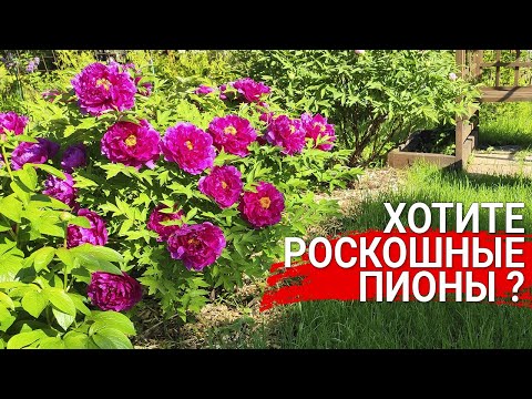 Видео: Хотите роскошные пионы  - все тонкости посадки