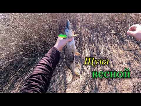 Видео: Весенняя рыбалка в солнечный апрельский день. Ловля щуки на новом водоеме.