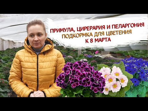 Видео: ЧТО МЫ ДЕЛАЕМ ДЛЯ КРАСИВОГО ЦВЕТЕНИЯ! ПРИМУЛА, ЦИНЕРАРИЯ  И ПЕЛАРГОНИЯ