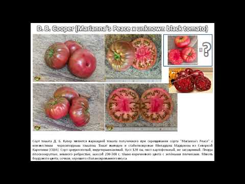 Видео: Охота за семенами коллекционных сортов томатов 2025. Часть 1.