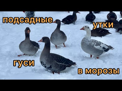 Видео: Содержание подсадных гусей и уток