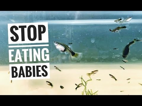 Видео: Советы по разведению гуппи: КАК отучить взрослых особей поедать мальков