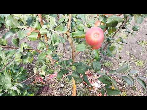 Видео: Яблоня Хани крисп(медовый хруст)