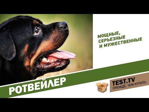 Видео: TEST.TV: Ротвейлер - собака опасная невправильных руках.