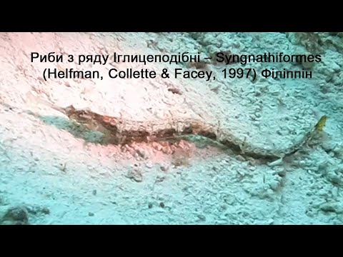 Видео: Риби з ряду Іглицеподібні – Syngnathiformes (Helfman, Collette & Facey, 1997) Філіппін