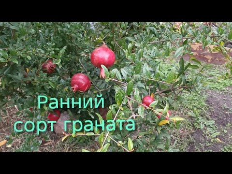 Видео: Сорт граната: " Тарнаб Гулаби" и "Турецкий 1" на 05.10.2025